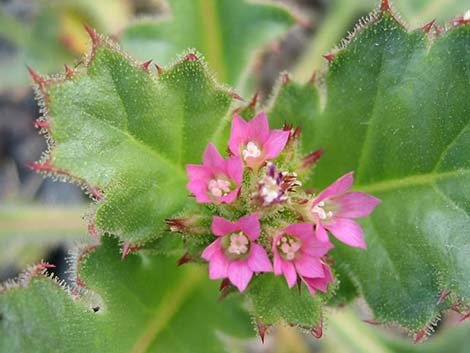 Gilia (Gilia)