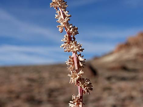 Halogeton (Halogeton glomeratus)