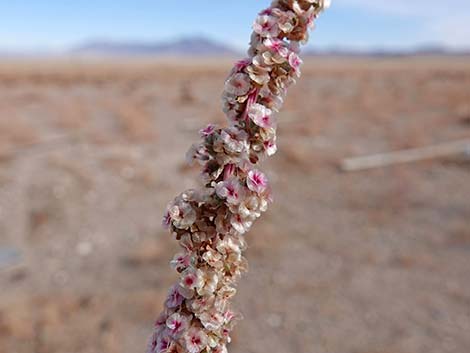 Halogeton (Halogeton glomeratus)