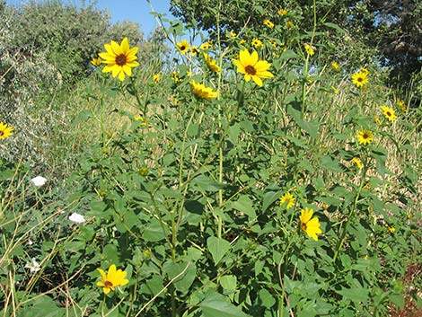 Common Sunflower (Helianthus annuus)