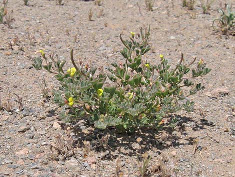 Strigose Bird's-foot Trefoil (Lotus strigosus)