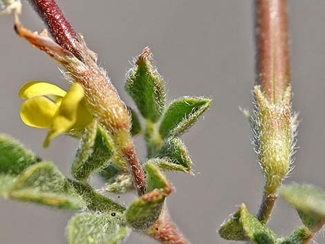 Strigose Bird's-foot Trefoil (Lotus strigosus)