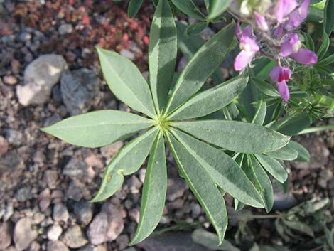 Arizona Lupine (Lupinus arizonicus)