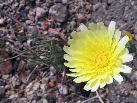 Desert Dandelion (Malacothrix glabrata)