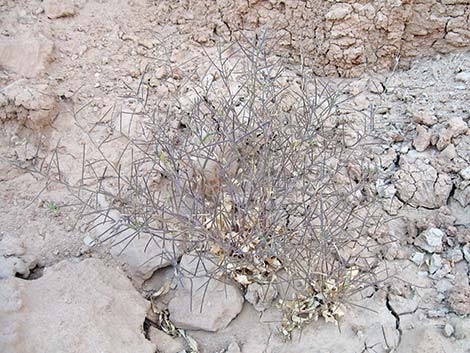 African Mustard (Malcolmia africana)