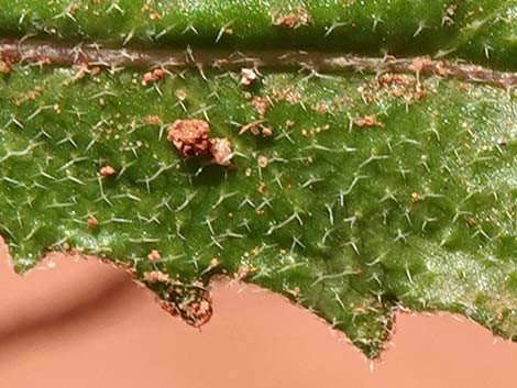 African Mustard (Strigosella africana)