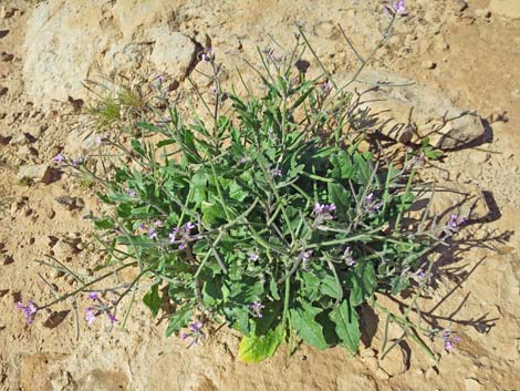 African Mustard (Strigosella africana)