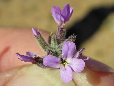 African Mustard (Strigosella africana)