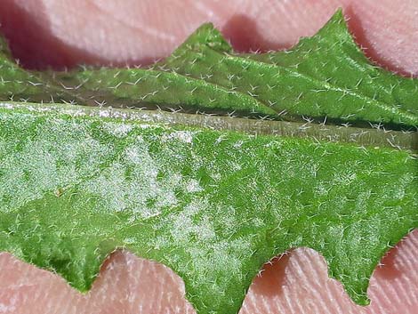 African Mustard (Strigosella africana)