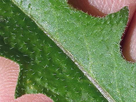 African Mustard (Strigosella africana)