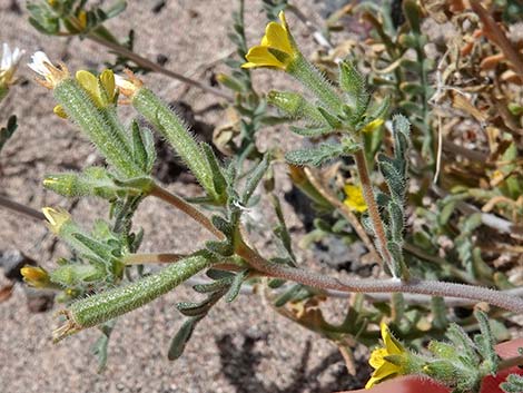 Whitestem Blazingstar (Mentzelia albicaulis)