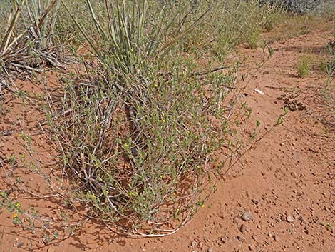 Whitestem Blazingstar (Mentzelia albicaulis)