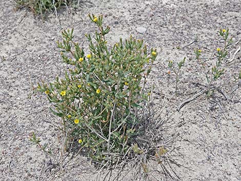 Whitestem Blazingstar (Mentzelia albicaulis)