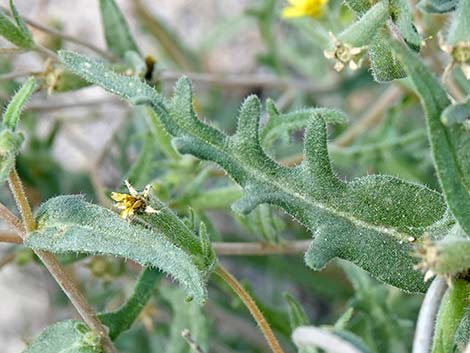 Whitestem Blazingstar (Mentzelia albicaulis)