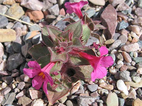 Bigelow's Monkeyflower (Mimulus bigelovii)