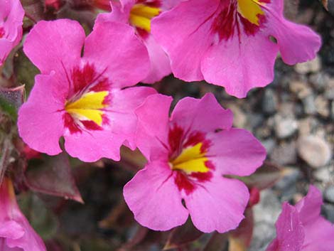 Bigelow's Monkeyflower (Mimulus bigelovii)