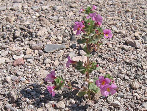 Bigelow's Monkeyflower (Mimulus bigelovii)