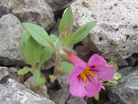 Bigelow's Monkeyflower (Mimulus bigelovii)