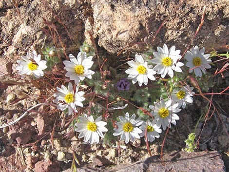 Mojave Desertstar (Monoptilon bellioides)