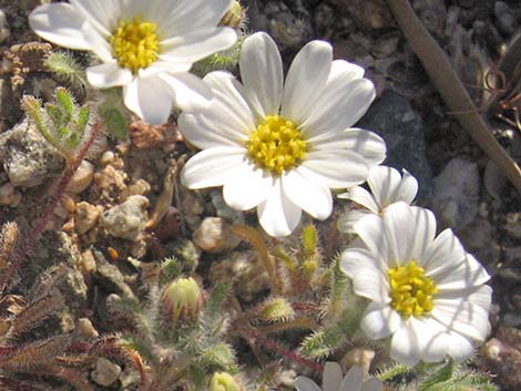 Daisy Desertstar (Monoptilon bellidiforme)