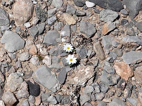 Daisy Desertstar (Monoptilon bellidiforme)