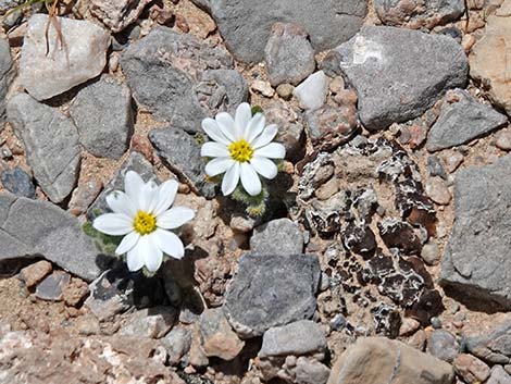 Daisy Desertstar (Monoptilon bellidiforme)