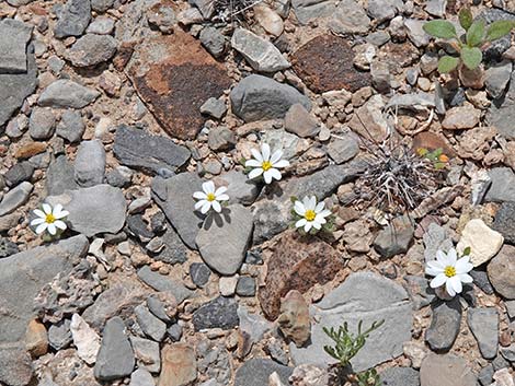 Daisy Desertstar (Monoptilon bellidiforme)