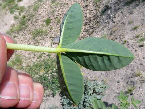 Yellow Beeplant (Cleomella lutea)