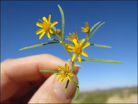 Manybristle Chinchweed (Pectis papposa)