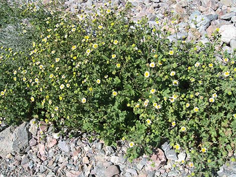 Emory's Rockdaisy (Perityle emoryi)