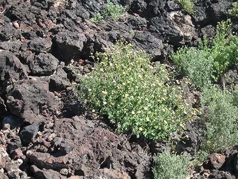 Emory's Rockdaisy (Perityle emoryi)