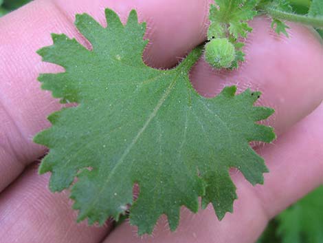 Emory's Rockdaisy (Perityle emoryi)