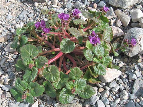 Calthaleaf Phacelia (Phacelia calthifolia)