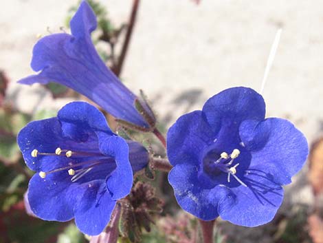 Desertbells (Phacelia campanularia ssp. vasiformis)