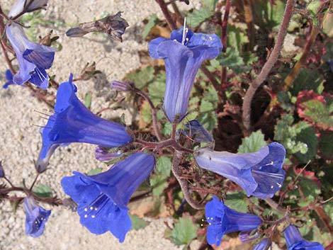 Desertbells (Phacelia campanularia ssp. vasiformis)