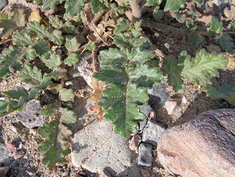 Notch-leaf Phacelia (Phacelia crenulata)