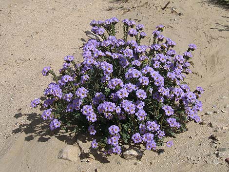 Fremont's Phacelia (Phacelia fremontii)