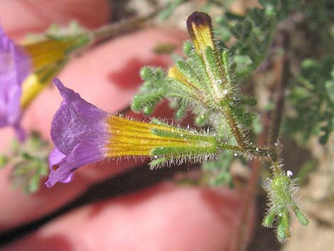 Fremont's Phacelia (Phacelia fremontii)