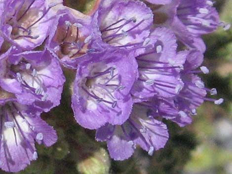 Pedicellate Phacelia (Phacelia pedicellata)