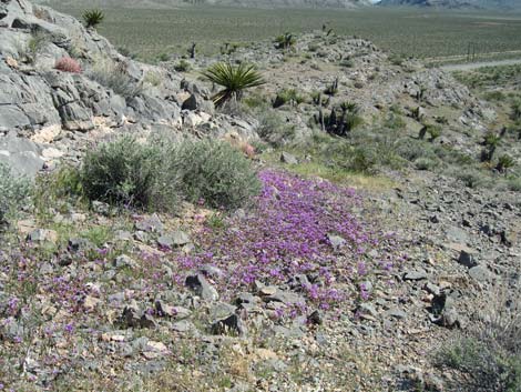 Beautiful Phacelia (Phacelia pulchella)