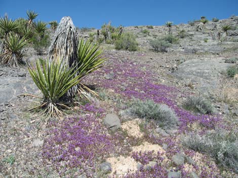 Beautiful Phacelia (Phacelia pulchella)