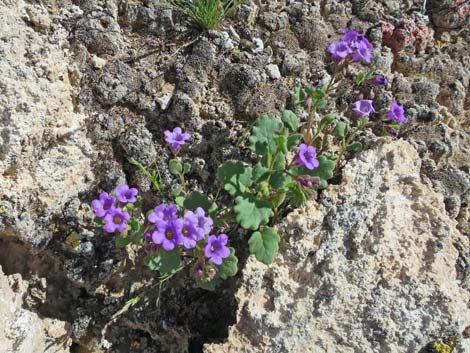 Beautiful Phacelia (Phacelia pulchella)