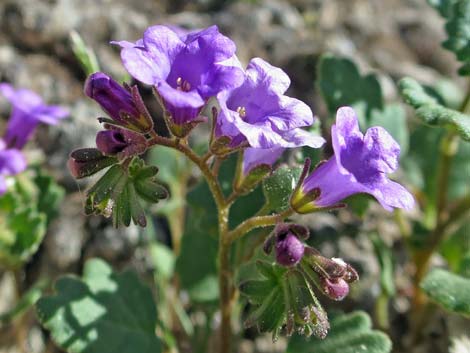 Beautiful Phacelia (Phacelia pulchella)