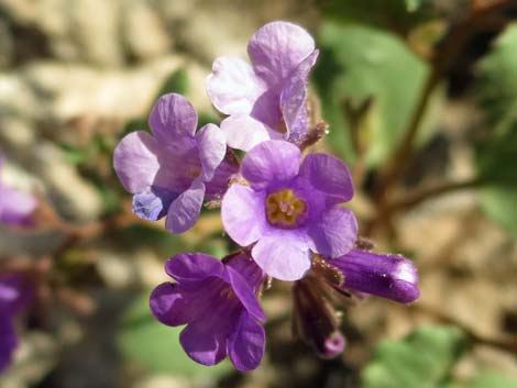 Beautiful Phacelia (Phacelia pulchella)