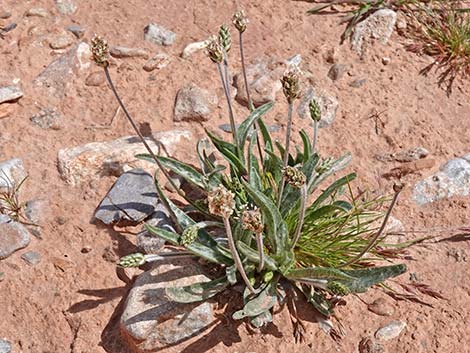 Desert Indianwheat (Plantago ovata)