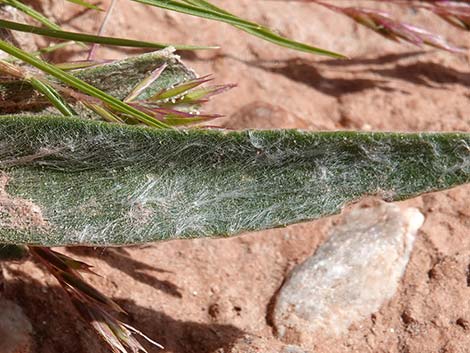 Desert Indianwheat (Plantago ovata)