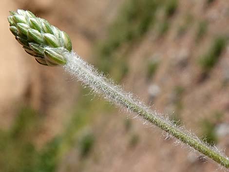 Desert Indianwheat (Plantago ovata)