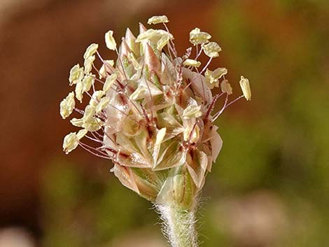 Desert Indianwheat (Plantago ovata)