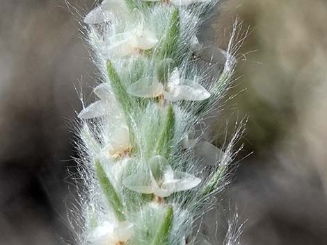 Vegetation Around Las Vegas, Woolly Plantain (Plantago patagonica)