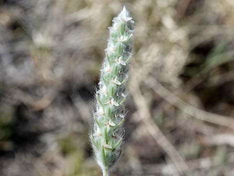 Vegetation Around Las Vegas, Woolly Plantain (Plantago patagonica)